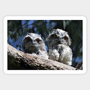 Tawny Frogmouth babies Sticker